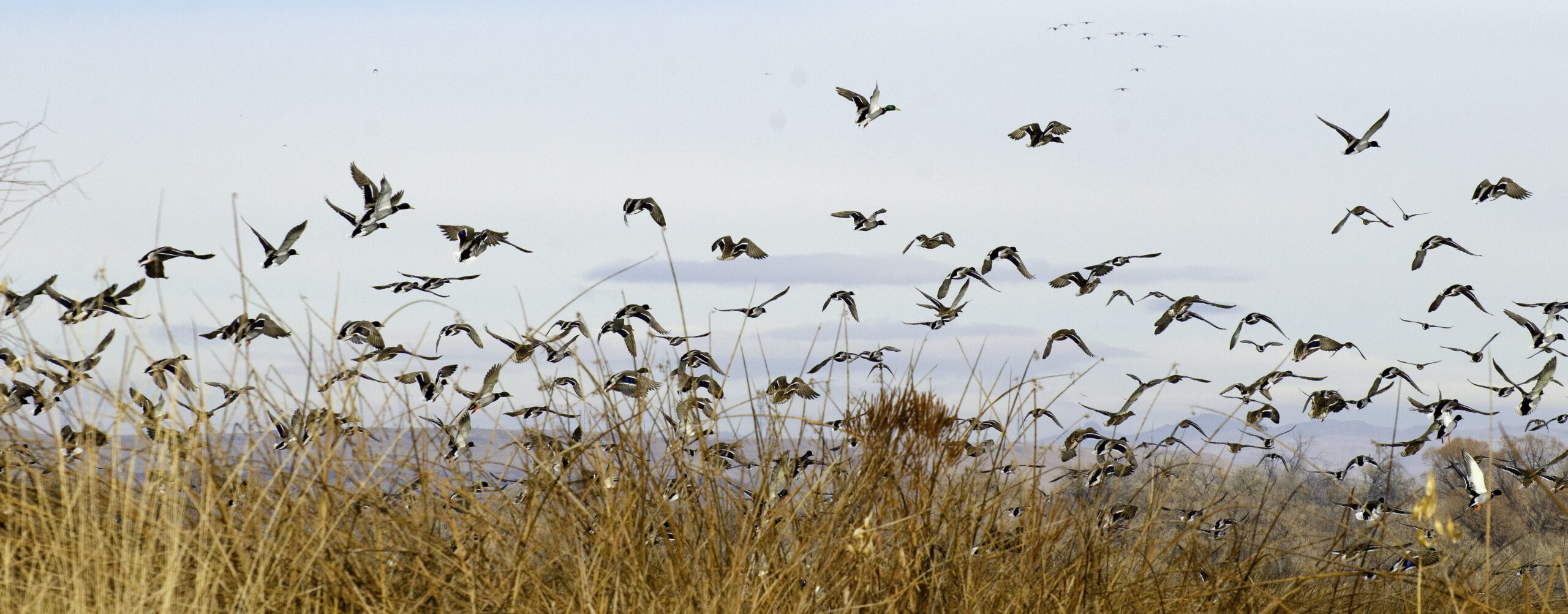 Important changes to waterfowl seasons in the Panhandle have been announced