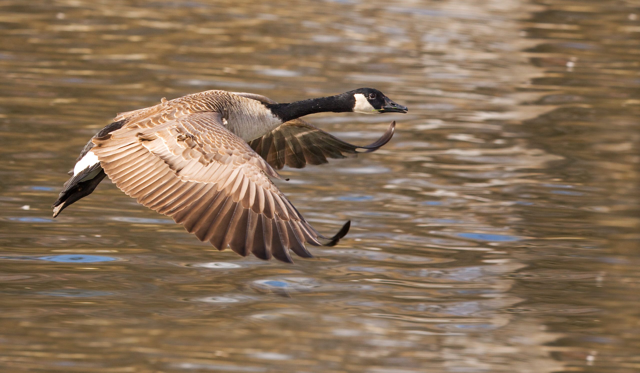 Important changes to waterfowl seasons in the Panhandle have been announced