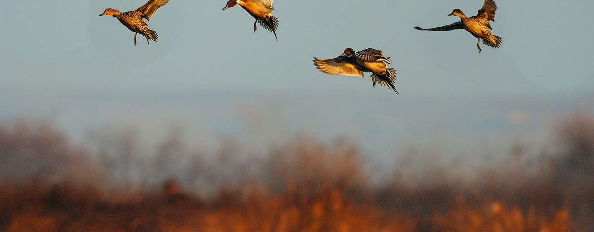 Important changes to waterfowl seasons in the Panhandle have been announced