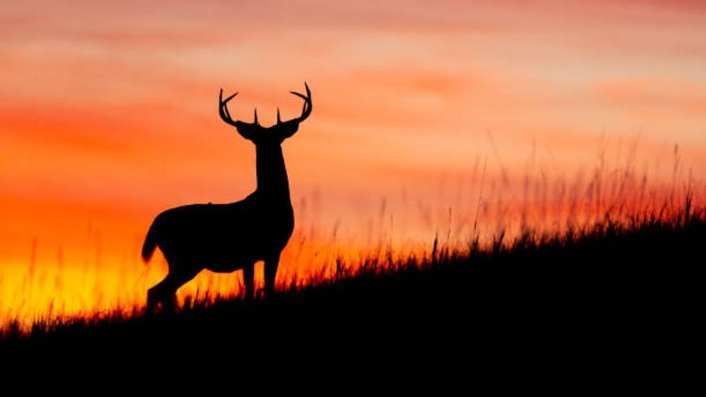 Oklahomas Deer Season Begins with Promise of Safe and Successful Hunting