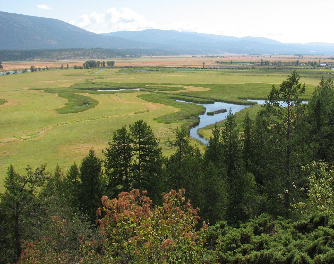 Pheasant Hunting Season in the Panhandle Region of Idaho