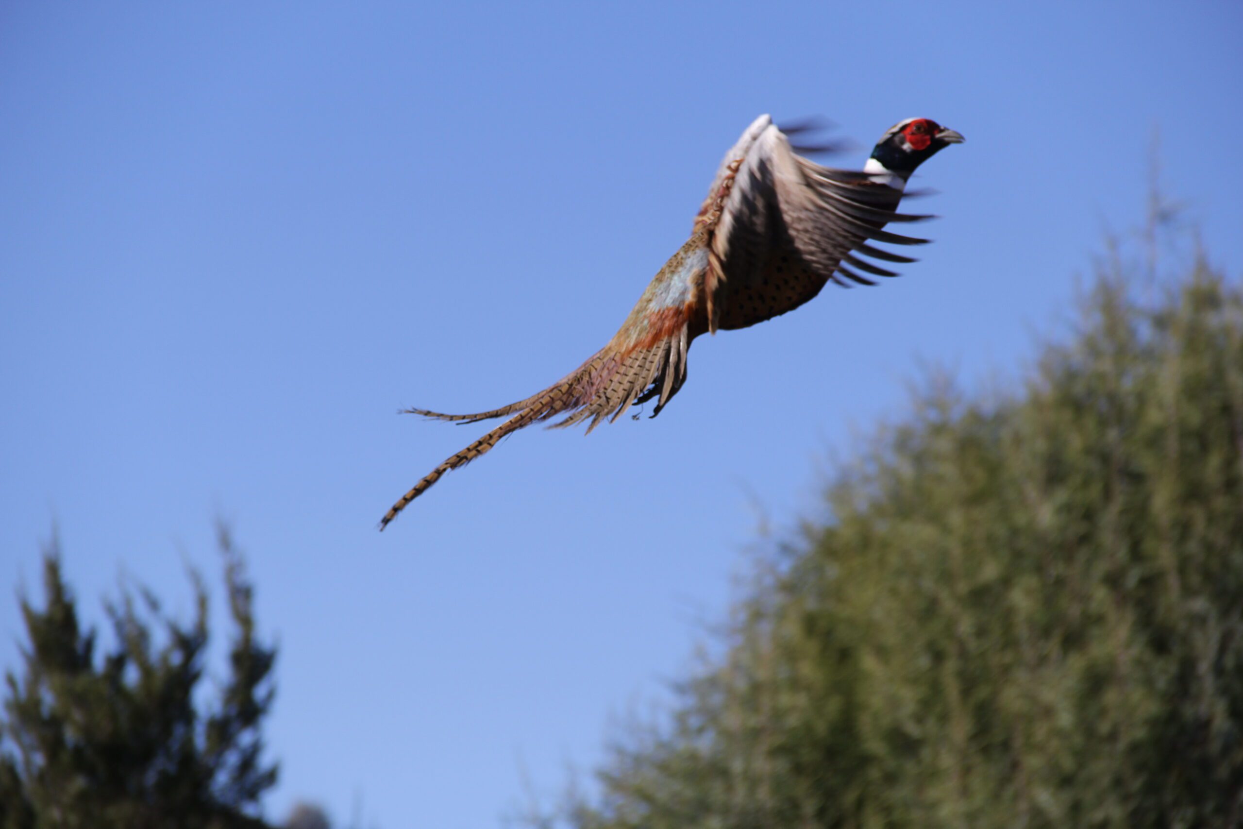 Pheasant Hunting Season in the Panhandle Region of Idaho