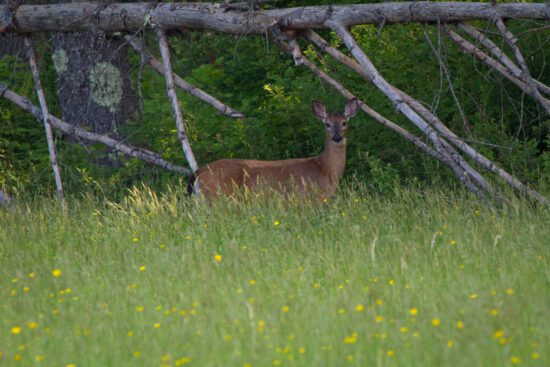 Scouting Tips For Hunting Deer In An Unfamiliar Area