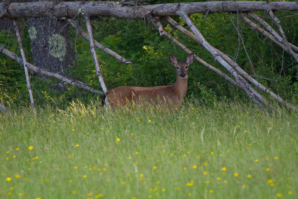 Scouting Tips for Hunting Deer in an Unfamiliar Area